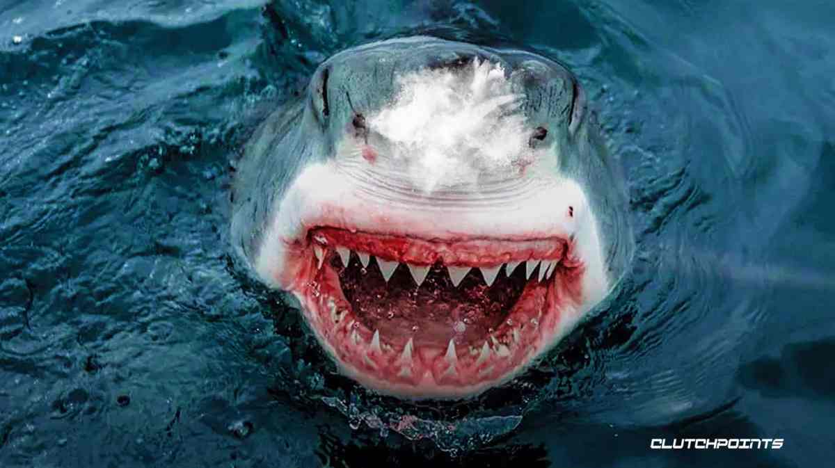 Cocaine Bear, Cocaine Shark, meme, Twitter