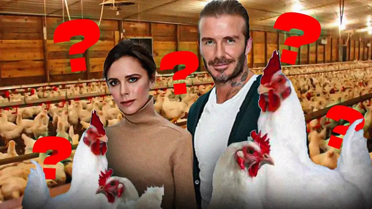 David and Victoria Beckham on a chicken farm with questionmarks around them Inter miami