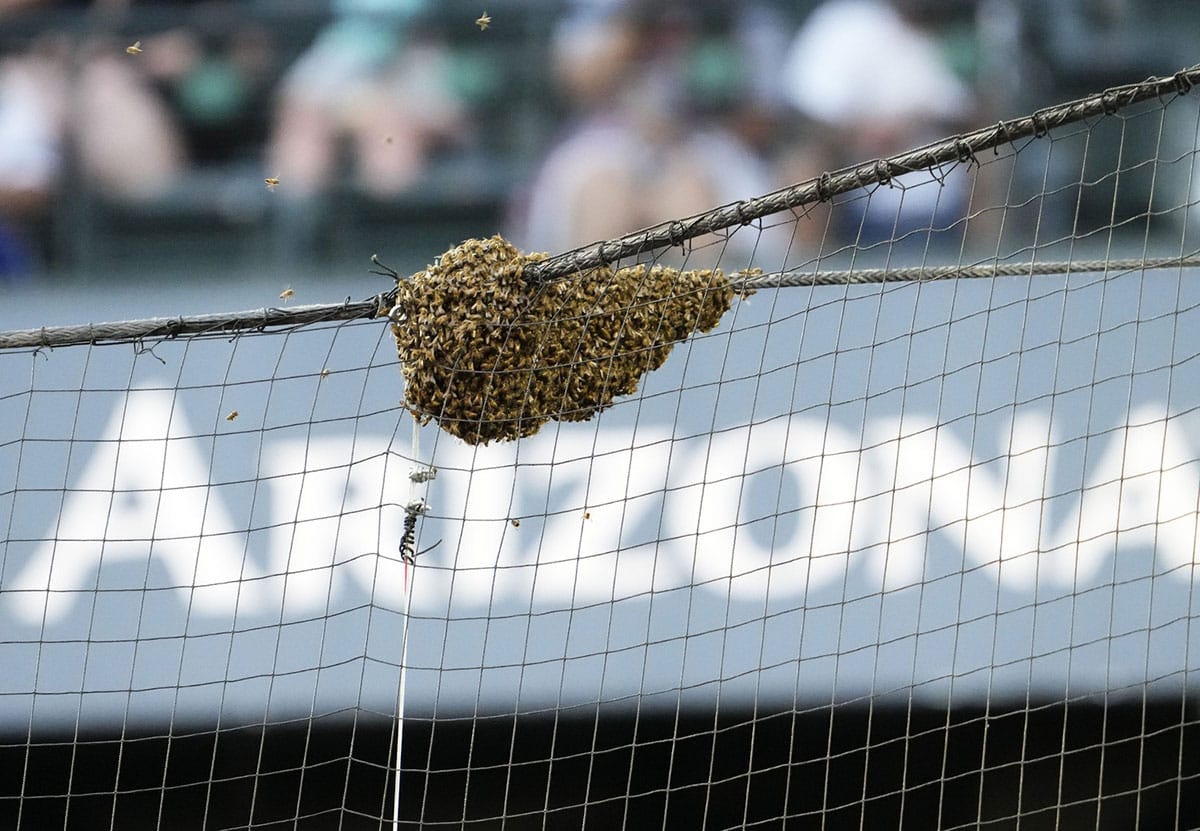 Bees swarm on the home plate net delaying the start of the game between the Dodgers and the Diamondbacks at Chase Field in Phoenix on April 30, 2024.