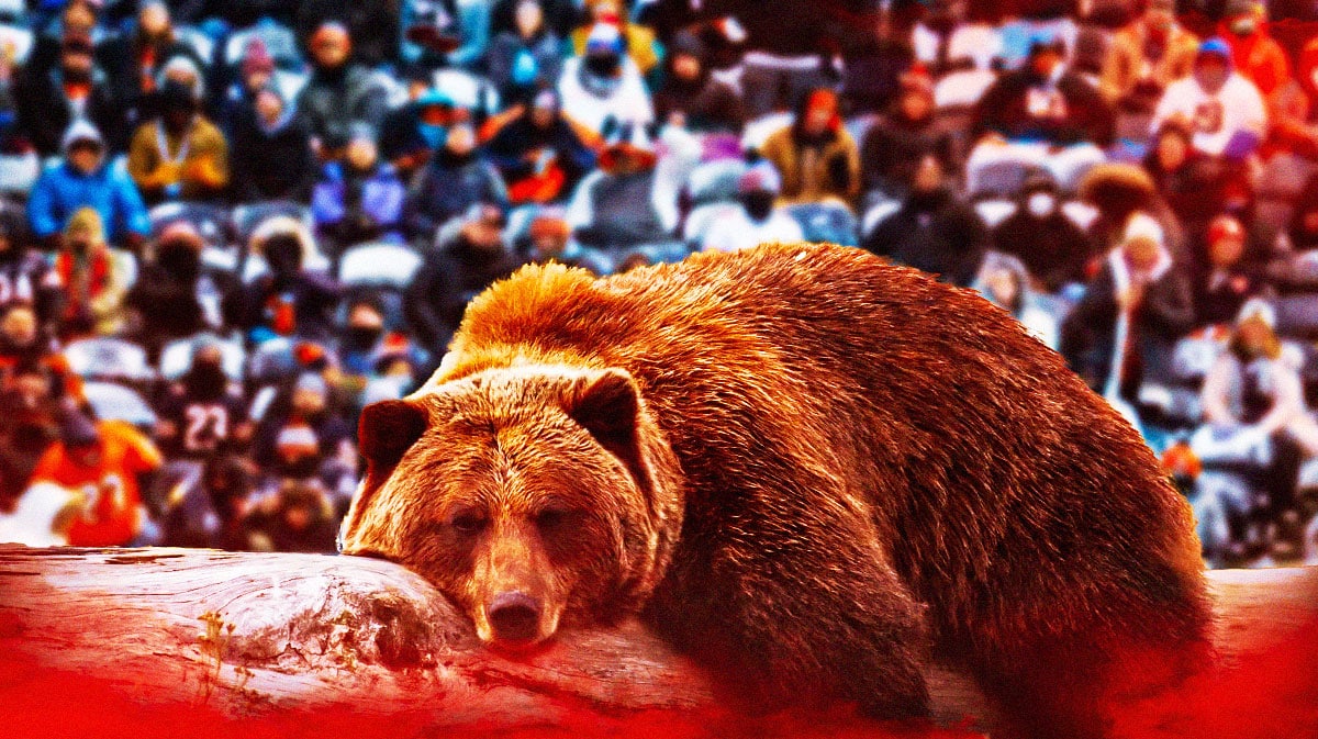 A sleeping bear in front of Chicago Bears fans