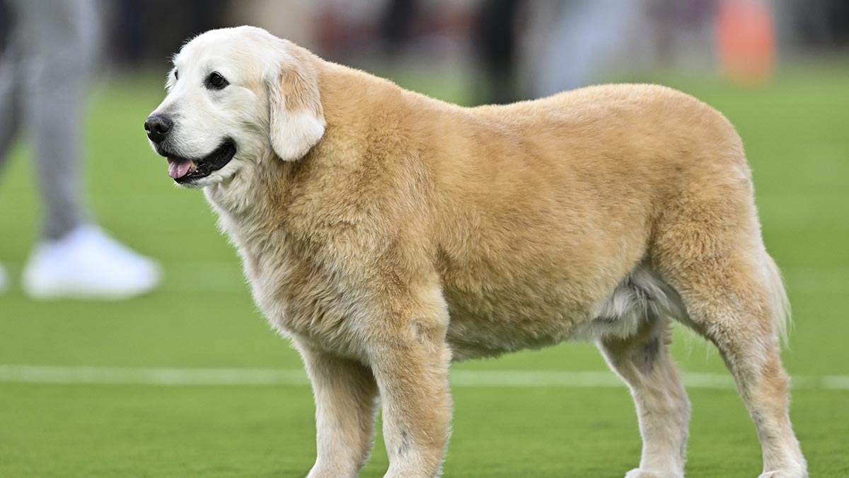 Kirk Herbstreit Gets Emotional Message From Ohio State After Dog's Death