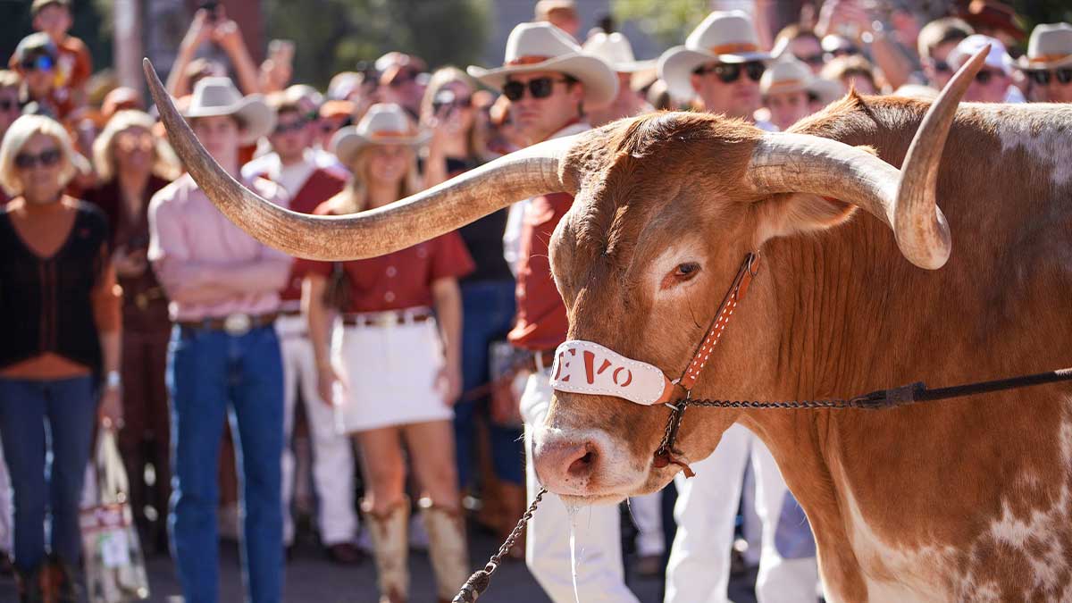 Bevo XV makes it’s way into the Darrell K Royal Texas Memorial Stadium.