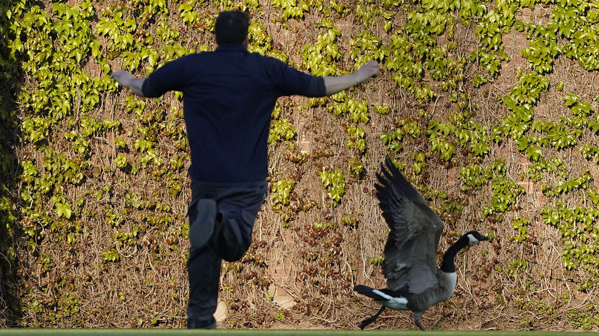 A member of the grounds crew chases a goose off the field during the first inning between the Chicago Cubs and San Francisco Giants at Wrigley Field.