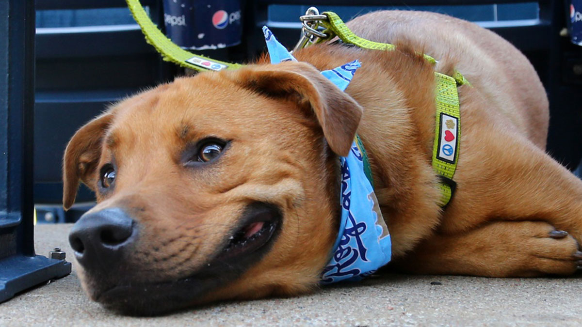 Watch Mets players meet adoptable dogs at Citi Field