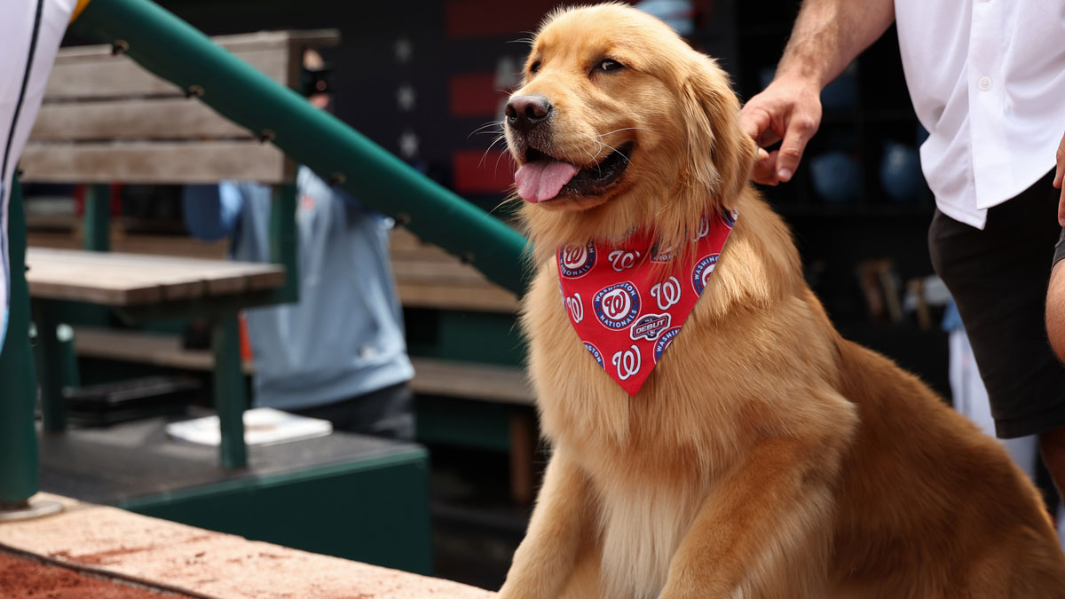 Jun 14, 2025; Washington, District of Columbia, USA; Bruce the Bat Dog, from the Washington Nationals Triple-A affiliate Rochester Red Wings, stands atop the dugout steps during pregame festivities prior to the Nationals' game against the Miami Marlins at Nationals Park. Mandatory Credit: Geoff Burke-Imagn Images
