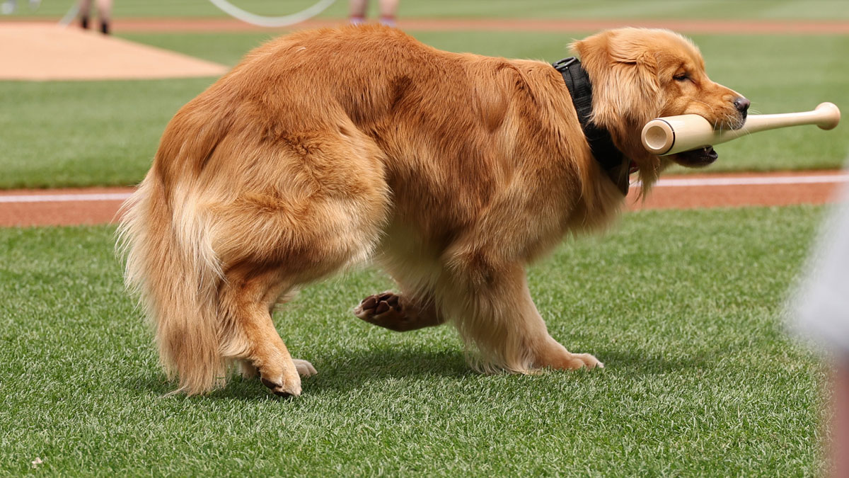 Jun 14, 2025; Washington, District of Columbia, USA; Bruce the Bat Dog, from the Washington Nationals Triple-A affiliate Rochester Red Wings, retrieves a bat during pregame festivities prior to the Nationals' game against the Miami Marlins at Nationals Park.