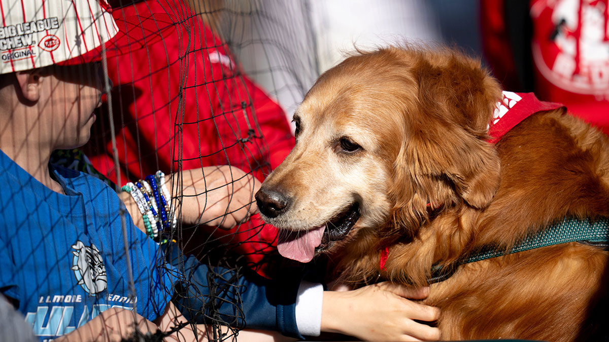Phillies’ Service Pup Tugger falls asleep during debut