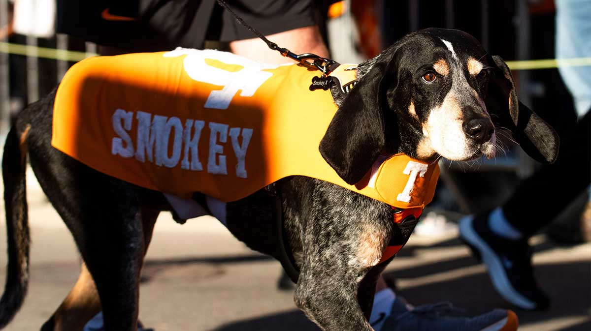 Smokey X walks during the Vol Walk before a football game between Tennessee and Connecticut at Neyland Stadium in Knoxville.
