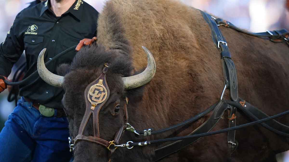 Colorado Buffaloes mascot Ralphie runs onto Folsom Field before the game against the North Dakota State Bison.