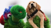 The Phillie Phanatic interacts with Philadelphia Phillies service dog Tugger during a break in action against the Baltimore Orioles at Citizens Bank Park.