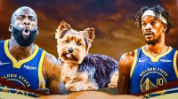Jimmy Butler Draymond Green, and a Yorkie